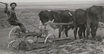 1918 farming with ox.