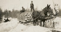 Logging in the 1900's. Horse and logs on sled.
